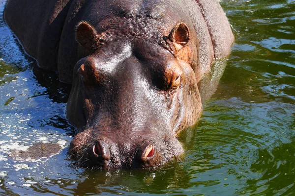 Aygırı Hippopotamus Amphibius Birikintisinde Banyo Yapıyor — Stok fotoğraf