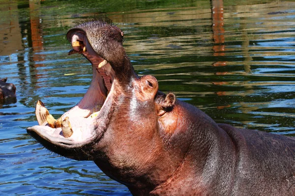 Nilpferd Hippopotamus Amphibius Beim Baden Wasserloch — Stockfoto