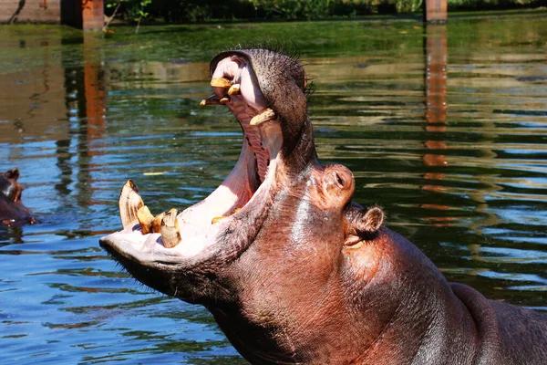 Flodhäst Hippopotamus Amfibius Som Badar Vattenhål — Stockfoto