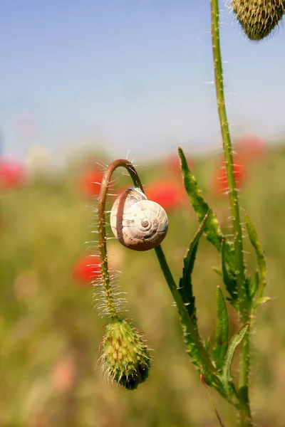 양귀비 민달팽이를 가까이 — 스톡 사진