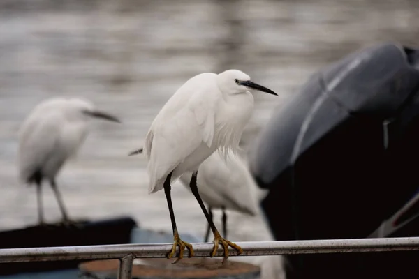 Grande Garça Branca Ardea Herodias Plumagem Reprodução Empoleirada Barco Transom — Fotografia de Stock