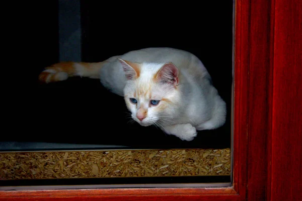 白猫坐在窗上 望着外面 — 图库照片