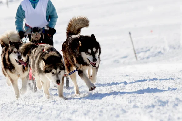 three sled dogs in the snow at a sled dog race in France