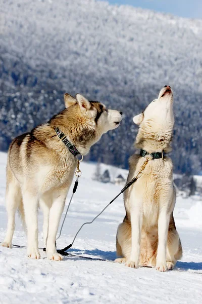 Zwei Huskys Während Einer Pause Vom Schlittenhunderennen Die Beiden Huskies — Stockfoto