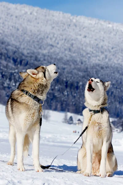 Dva Huskies Během Přestávky Spřežení Psů Dva Huskies Vyjí — Stock fotografie