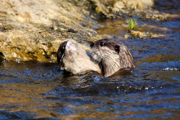 Deux Jeunes Loutres Jouent Ensemble Dans Eau — Photo