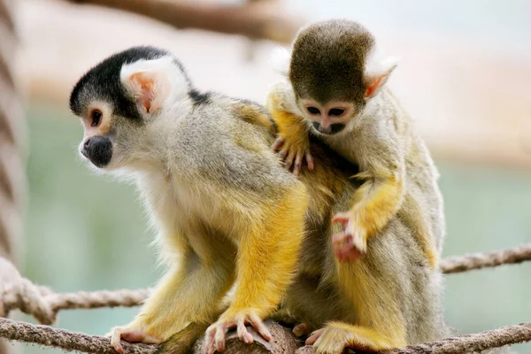 Squirrel Monkey Mother Her Child His Back — Stock Photo, Image