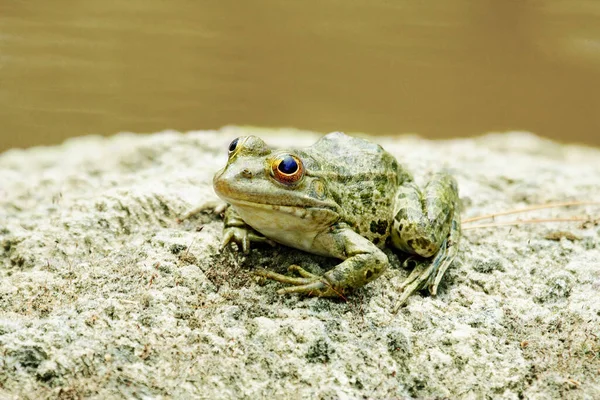 Una Rana Acqua Verde Seduta Una Roccia — Foto Stock