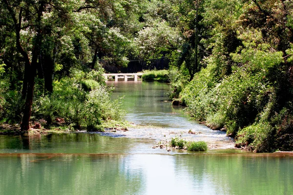 River Forest Sunny Day — Stock Photo, Image