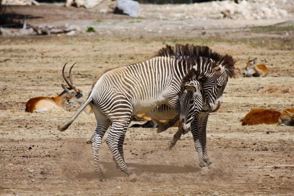 Két Zebra Játszik Együtt Egy Homokos Területen Háttérben Gazellák — Stock Fotó