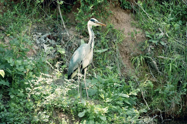 Heron Hill River Nature — Stock Photo, Image