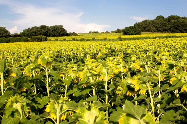 Sonnenblumenfelder Einem Sonnigen Tag — Stockfoto