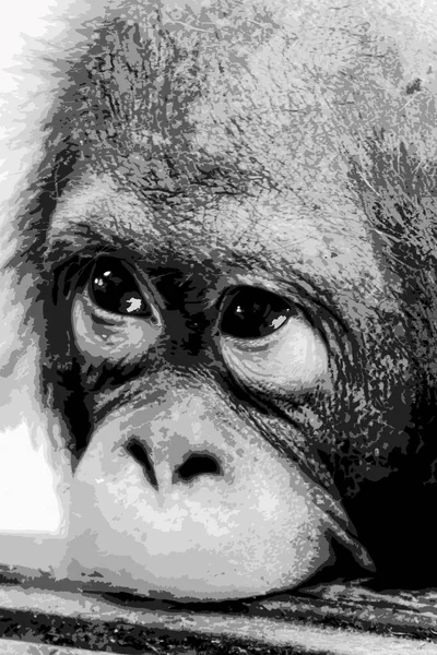 A young orangutan with his upper lip on a wooden board. Black-and-white