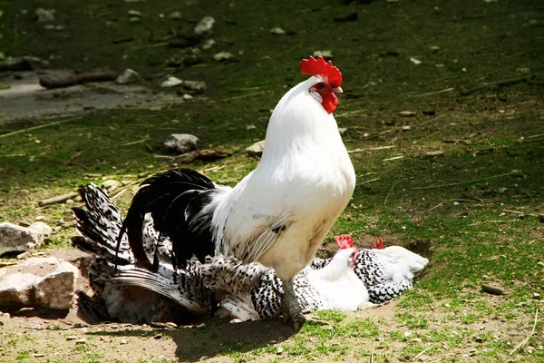 Gallo Con Galline Fuori Nel Prato — Foto Stock