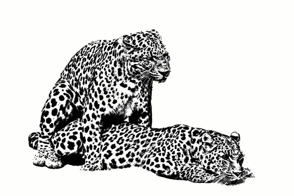 Leopard Par Som Illustration Sort Hvid - Stock-foto