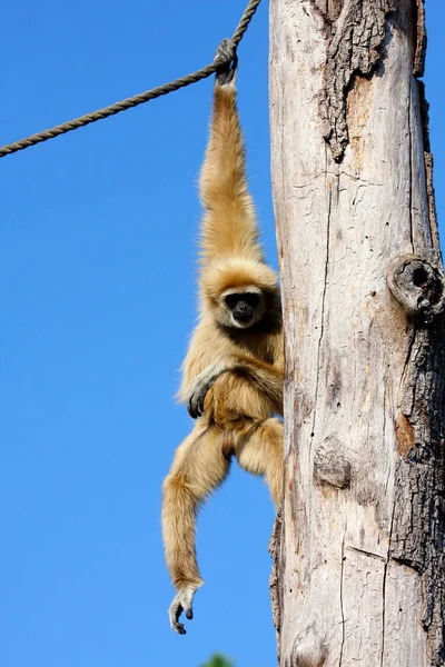 Common Gibbon White Handed Gibbon Hylobates Lar Hanging Robe — Stock Photo, Image