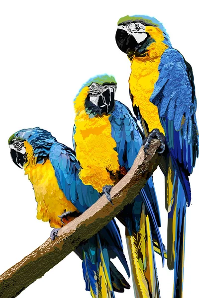 Three Painted Yellow Billed Macaws Ara Ararauna Branch — Stock Photo, Image