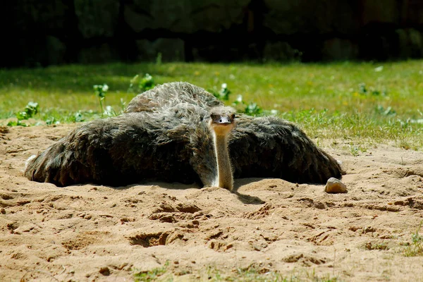 Ostrich Lies Open Air Cage Grass — Stock Photo, Image