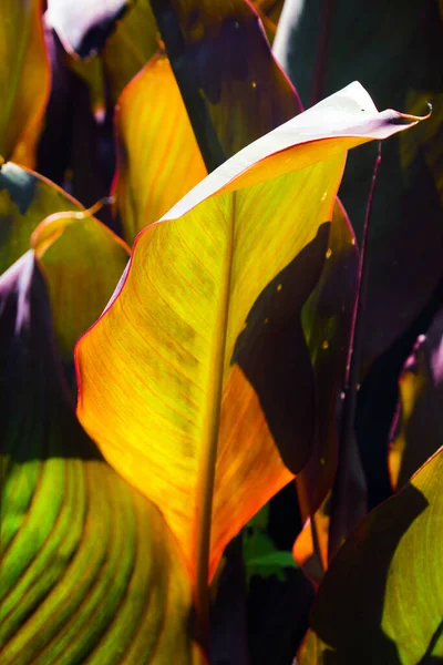 Duże Czerwone Zielone Liście Rośliny Canna Indica — Zdjęcie stockowe