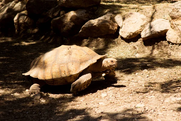 Galapágy Obrovské Chelonoidis Nigra Stojí Písčité Půdě Lese — Stock fotografie