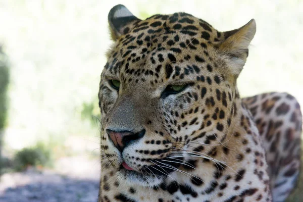 Detailní Portrét Krásného Mužského Jaguára Který Odpočívá Stínu — Stock fotografie