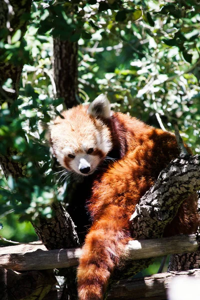 Panda Rojo Ailurus Fulgens También Llamado Panda Menor Oso Gato —  Fotos de Stock