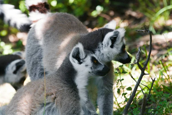 Dwa Pierścień Ogon Lemur Zobaczyć Coś Lesie — Zdjęcie stockowe