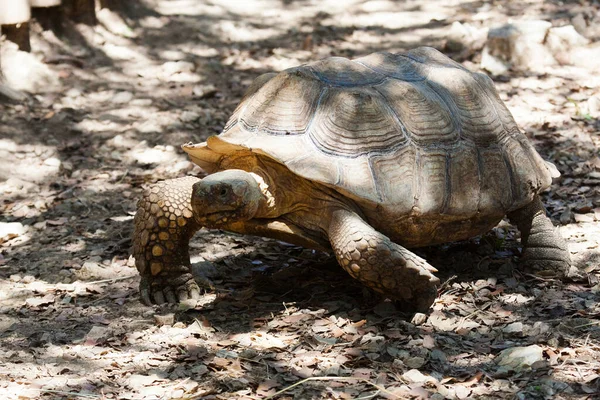 Galápagos Tartarugas Gigantes Chelonoidis Nigra Fica Solo Arenoso Floresta — Fotografia de Stock