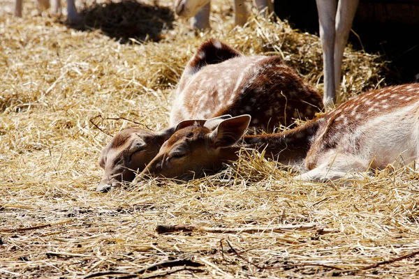 2頭の雌鹿が藁の中で眠り — ストック写真