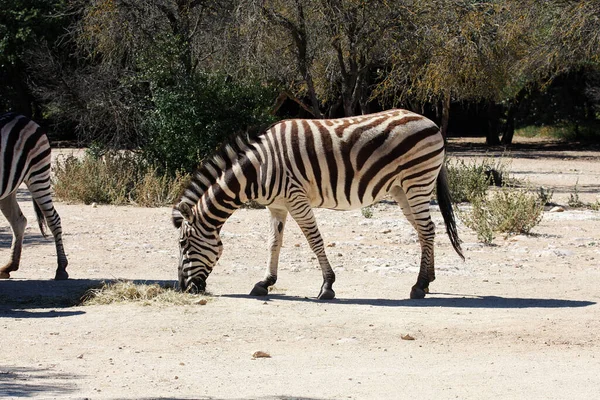 Zèbre Montagne Cap Equus Zebra Dans Habitat Naturel Mange Herbe — Photo