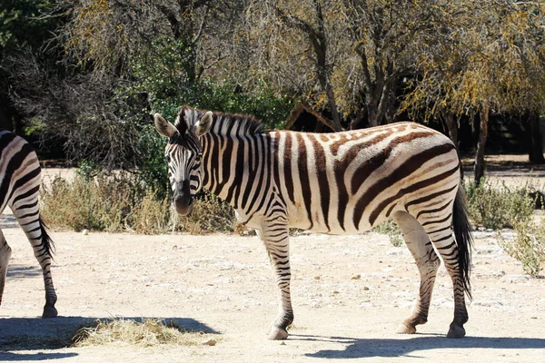 Zèbre Montagne Cap Equus Zebra Dans Habitat Naturel — Photo