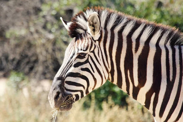 Retrato Cebra Montaña Del Cabo Equus Zebra Hábitat Natural —  Fotos de Stock