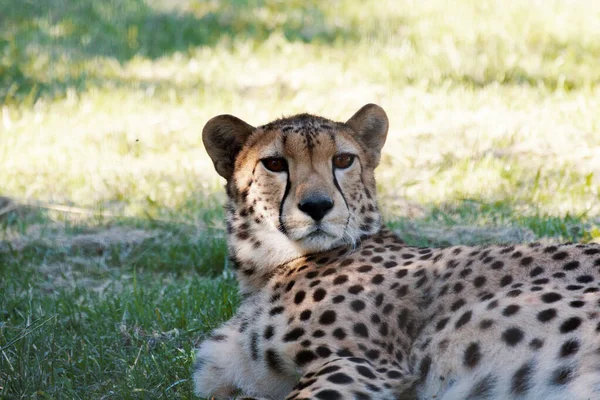 Cheeta Ligt Het Gras Heeft Zijn Kop Opgestoken — Stockfoto