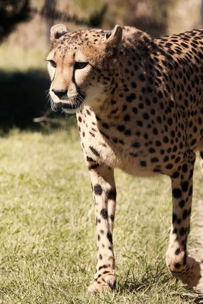 Cheeta Acinonyx Jubatus Loopt Het Zonlicht Het Gras — Stockfoto
