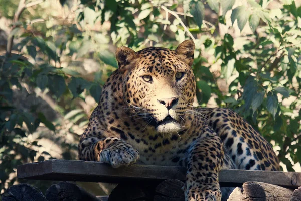 Retrato Cerca Hermoso Jaguar Masculino Que Descansa Sombra — Foto de Stock