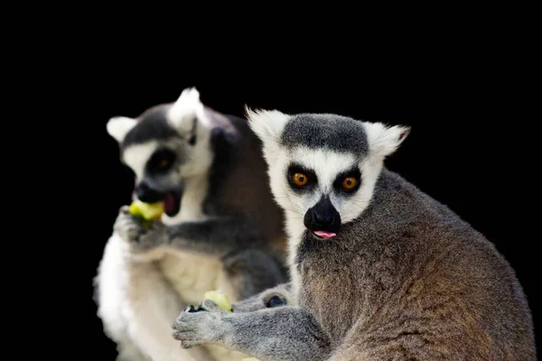 Dos Lémur Cola Anillada Está Comiendo Sacando Lengua — Foto de Stock