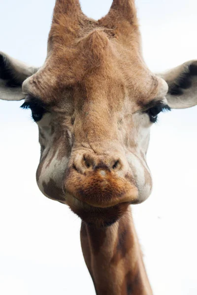 Porträtt Söt Giraff Giraffa Som Tittar Noga Kameran Och Äter — Stockfoto
