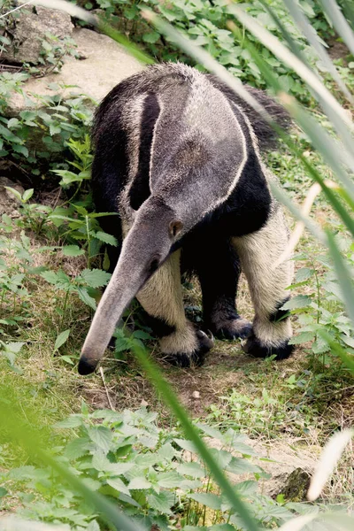 自然の中で別の歩く 動物の学名はVermilinguaです — ストック写真