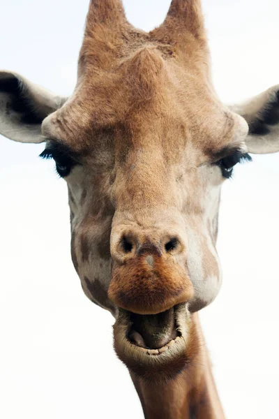 Kameraya Dikkatlice Bakıp Yiyen Güzel Bir Zürafanın Portresi — Stok fotoğraf