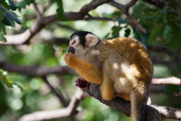 Squirrel Monkey Saimiri Tree Eats Leaves — Stock Photo, Image