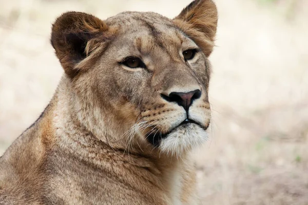 Portrait Une Lionne Panthera Leo Avec Fond Clair — Photo