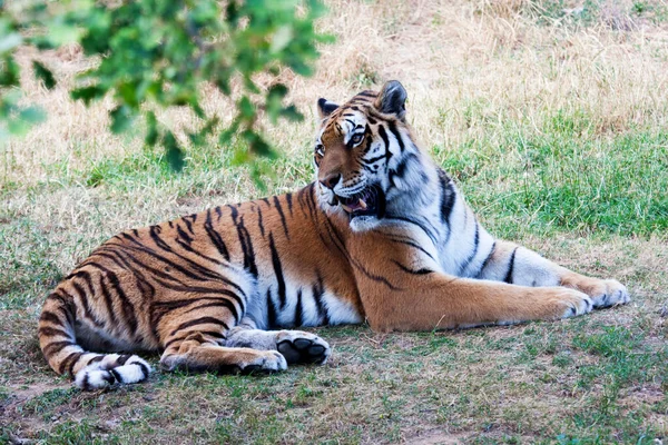 Sumatra Tigre Panthera Tigris Sumatrae Deitado Grama Para Descansar — Fotografia de Stock