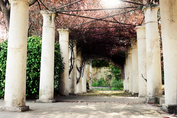 Überdachter Säulengarten Mit Kletterpflanzen Bäumen Und Sträuchern — Stockfoto