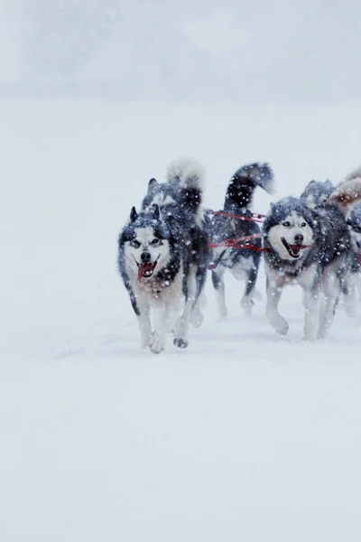 在法国 雪橇狗在暴风雪中赛跑 免版税图库照片