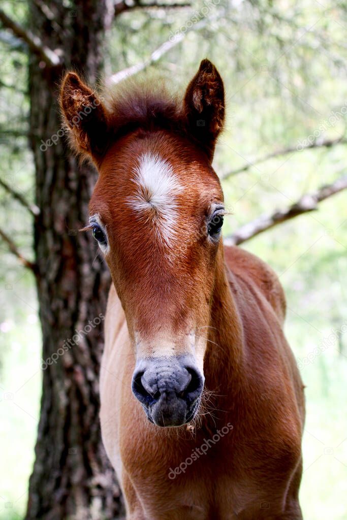 Portrait of a brown Camargue foal