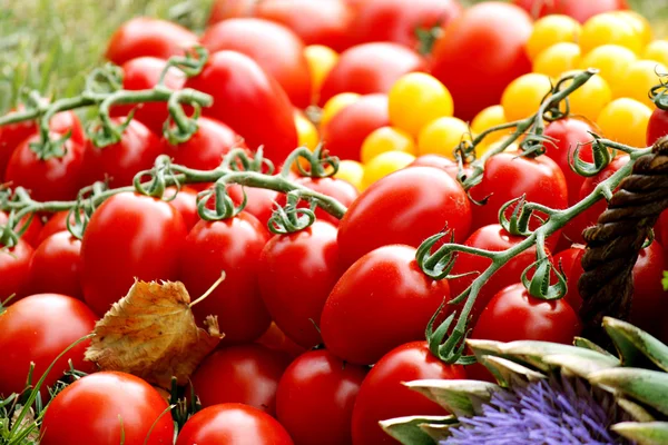 Tomaten — Stockfoto