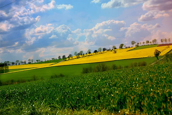 Kulturpflanzen — Stockfoto