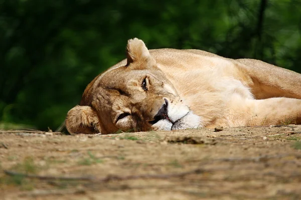 Lioness — Stock Photo, Image