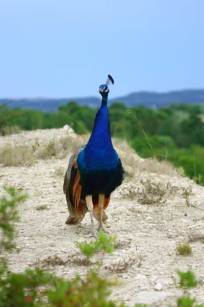 Peacock — Stock Photo, Image