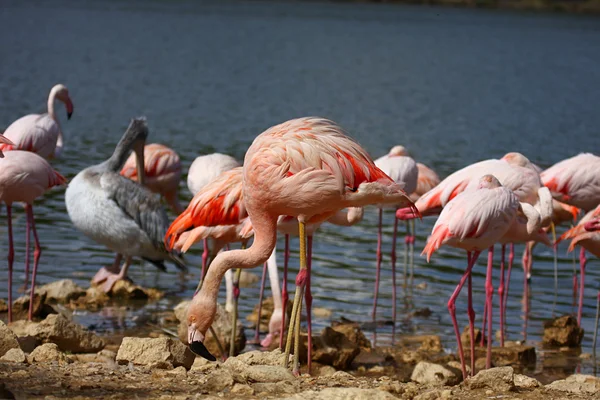 Flamants roses — Photo